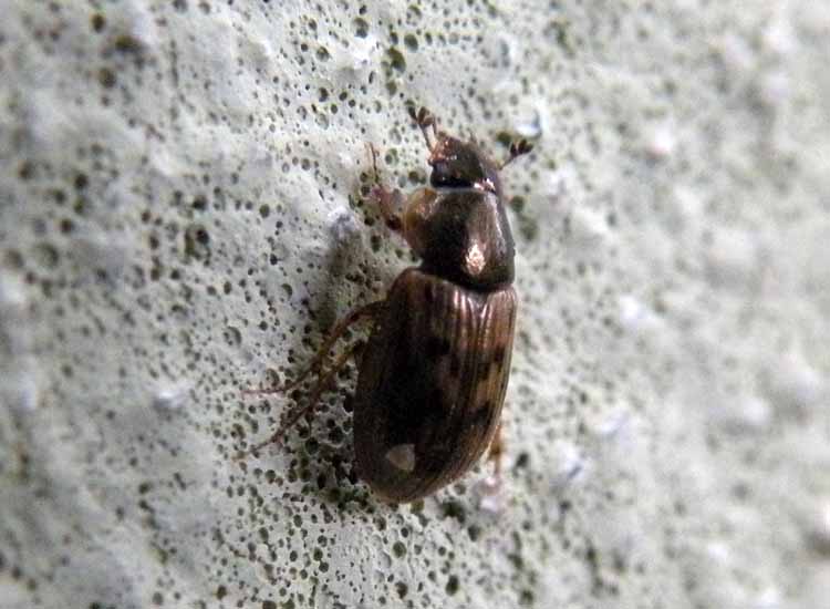 altro Volinus sticticus (Aphodiidae)